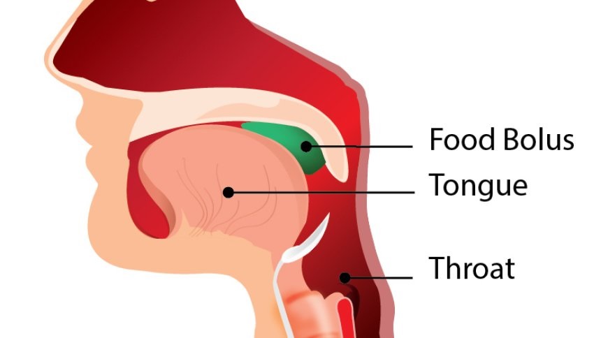 Μυολειτουργική Θεραπεία / Myofunctional Therapy - Υπνική Άπνοια / Sleep Apnoea / Ροχαλητό - Snoring